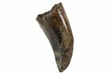 Serrated, Tyrannosaur (Nanotyrannus) Tooth - South Dakota #97455-1